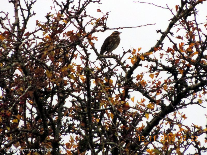 redwinglavernocknnr.jpg