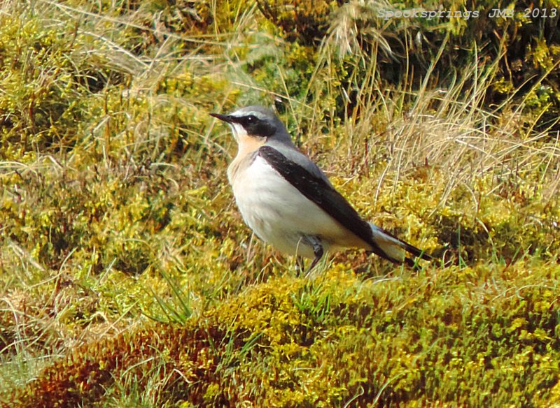 wheatearaberdarecp.jpg