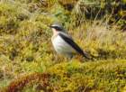 wheatearaberdarecp_small.jpg