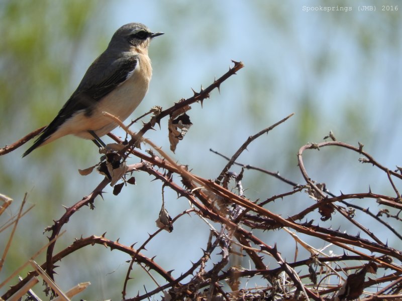 wheatearnewportnnr.jpg