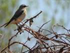 wheatearnewportnnr_small.jpg