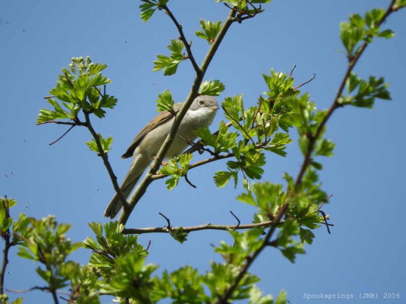 whitethroatnewportnnr.jpg